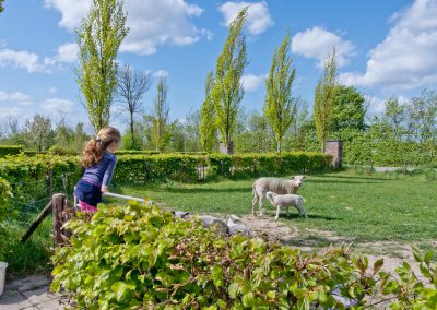 Meisje bij de schapen op het platteland