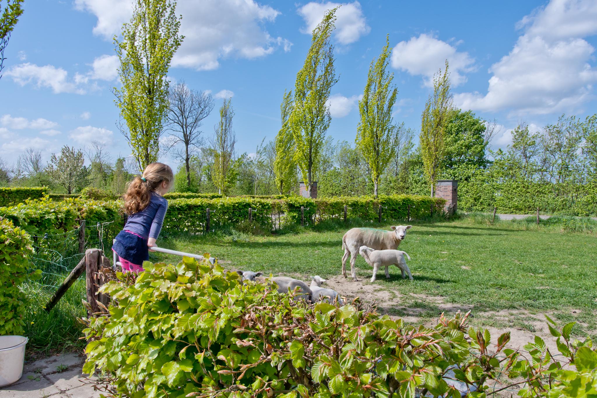 Meisje bij de schapen op het platteland