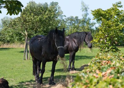 Paarden-tussen-het-groen