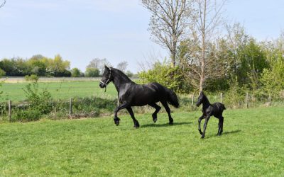 Veulen geboren!  Volledig open vanaf d.v.15 mei!