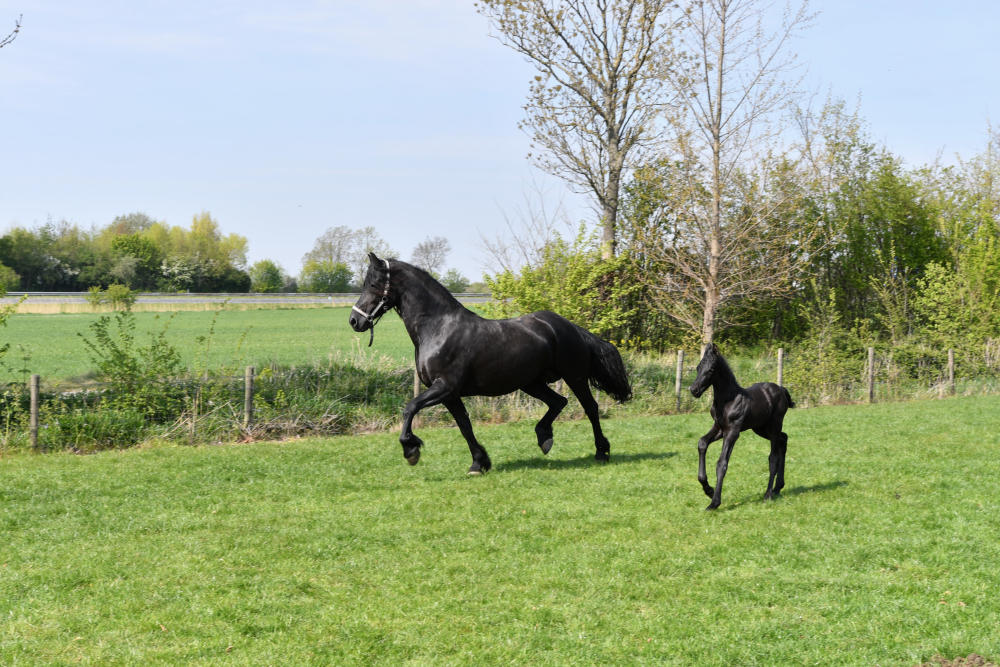 Veulen geboren!  Volledig open vanaf d.v.15 mei!