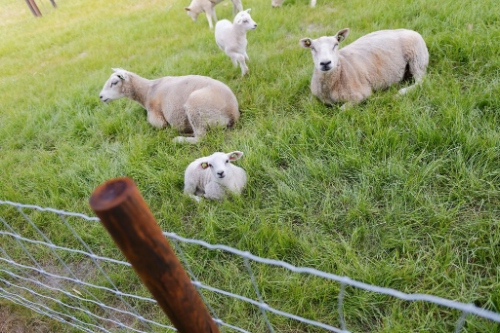 Vakantiehuis op Walcheren met boerderij